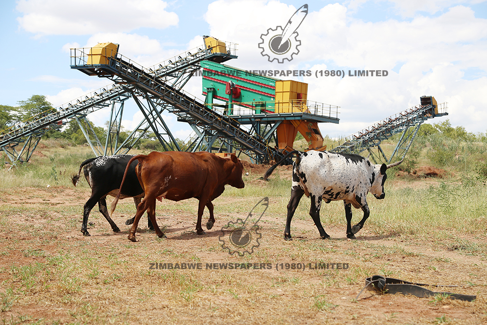 New settlers . . . Livestock roam freely in the once secure mine fields exposing this heavy mining equipment to damages.