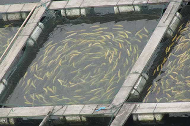 https://www.sundaymail.co.zw/wp-content/uploads/sites/10/2014/06/FISH-FARMING.jpg