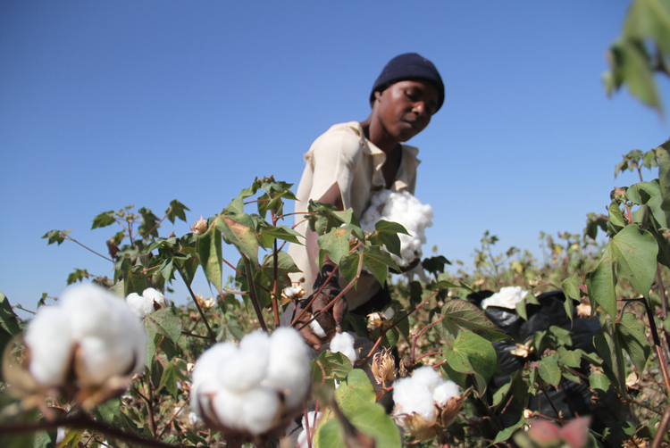 Govt splashes millions on cotton farmers | The Sunday Mail