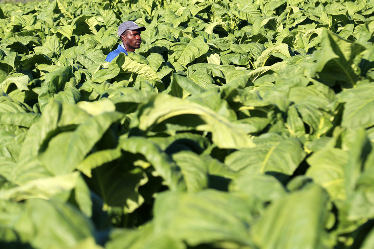 NEW: Topping, suckering key to better tobacco yields — Kutsaga