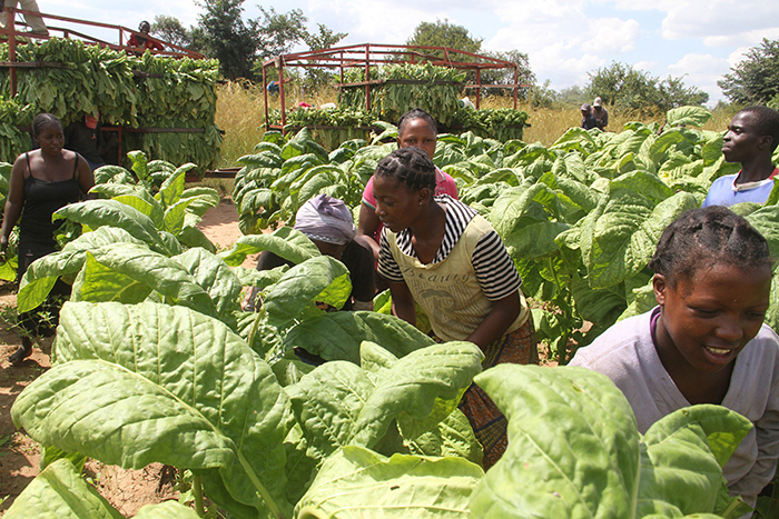 NEW: Eco-friendly farming key for tobacco production