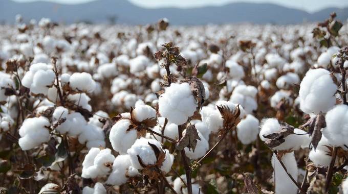 Boost for cotton farmers | The Sunday Mail