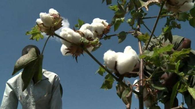 Cotton farmers agonise over payments | The Sunday Mail