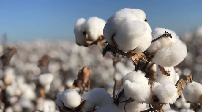 NEW: 273 000 new farmers join cotton farming | The Sunday Mail