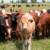 National beef herd increases to 5,5 million 