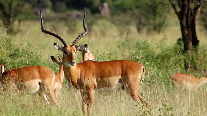 Zimbabwe's wildlife population is said to be one of the most diverse and thriving on the continent.